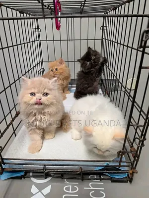 1-3 months Male Purebred Persian