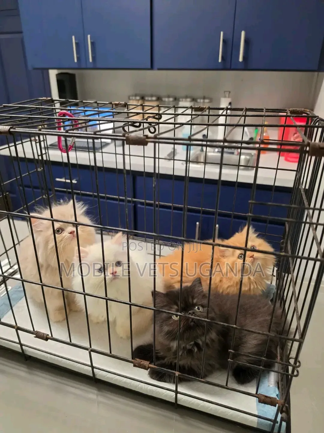 1-3 months Female Purebred Persian