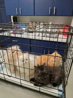 1-3 months Female Purebred Persian
