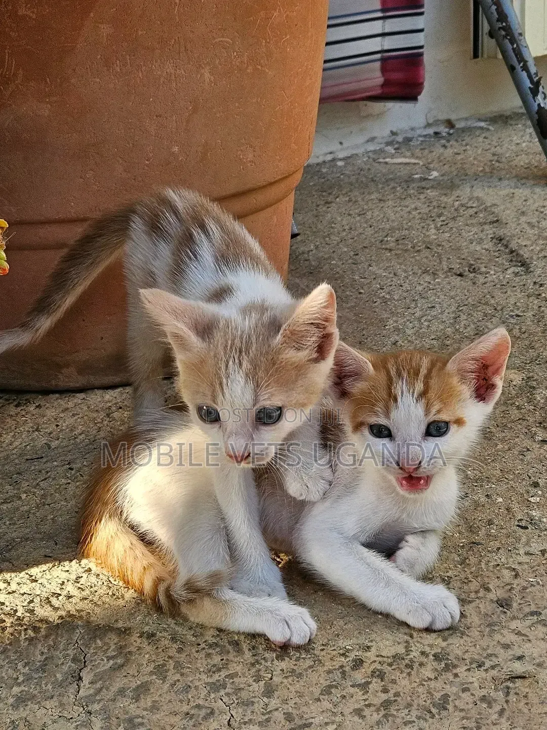 0-1 month Female Purebred Bengal