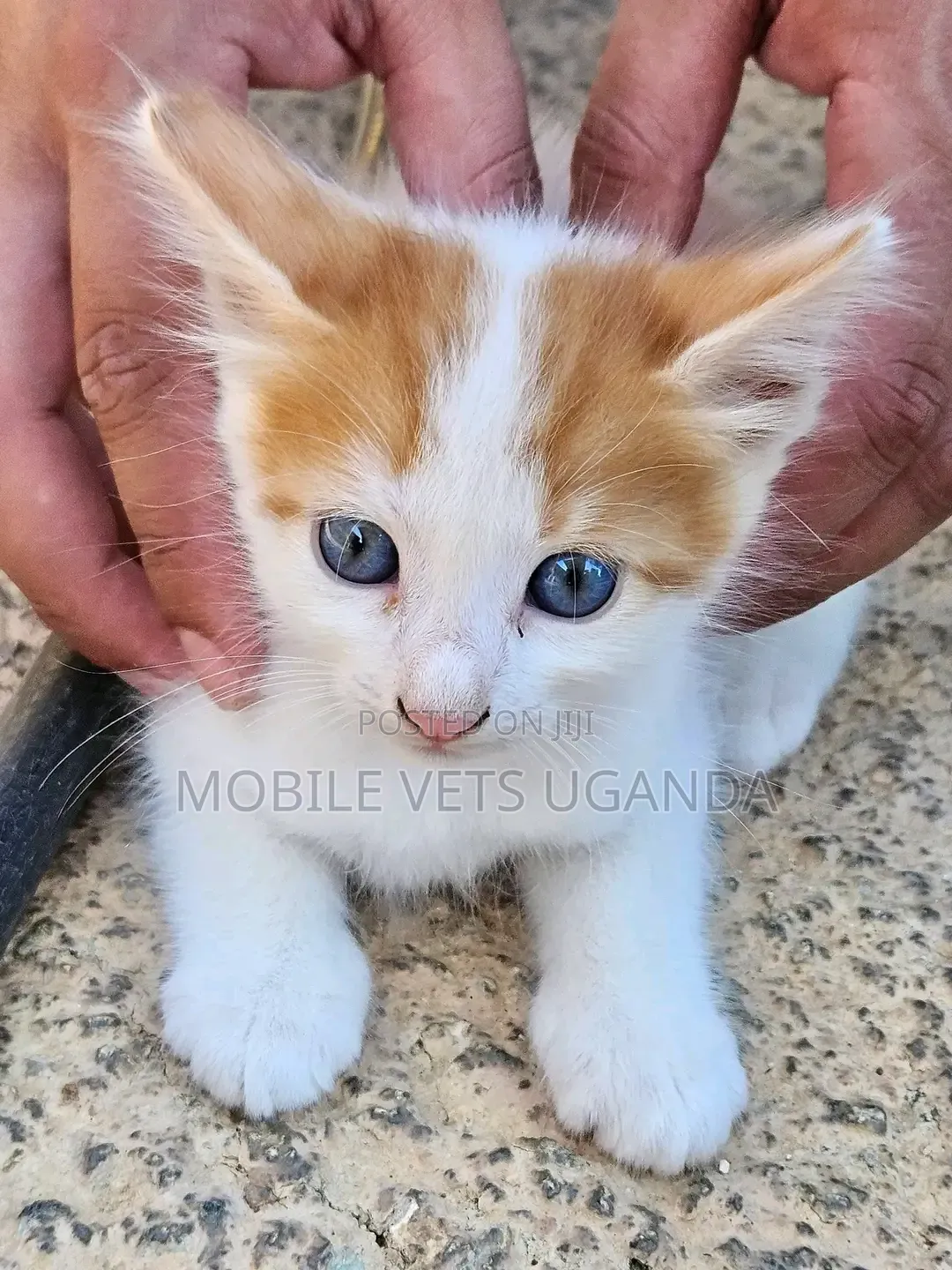1-3 months Male Purebred Exotic