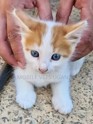 1-3 months Male Purebred Exotic
