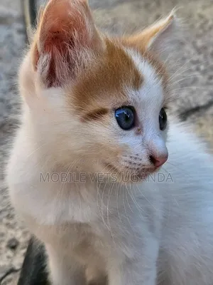 1-3 months Male Purebred Exotic