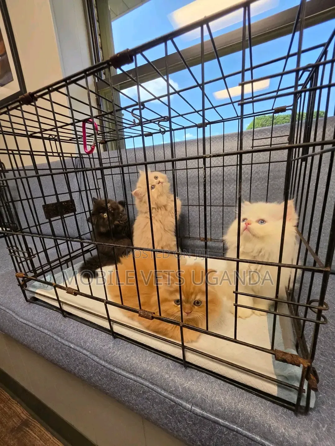 1-3 months Female Purebred Persian
