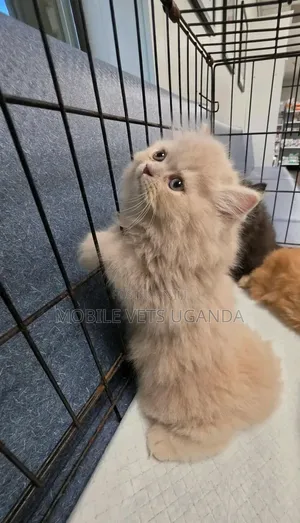 0-1 month Male Purebred Persian