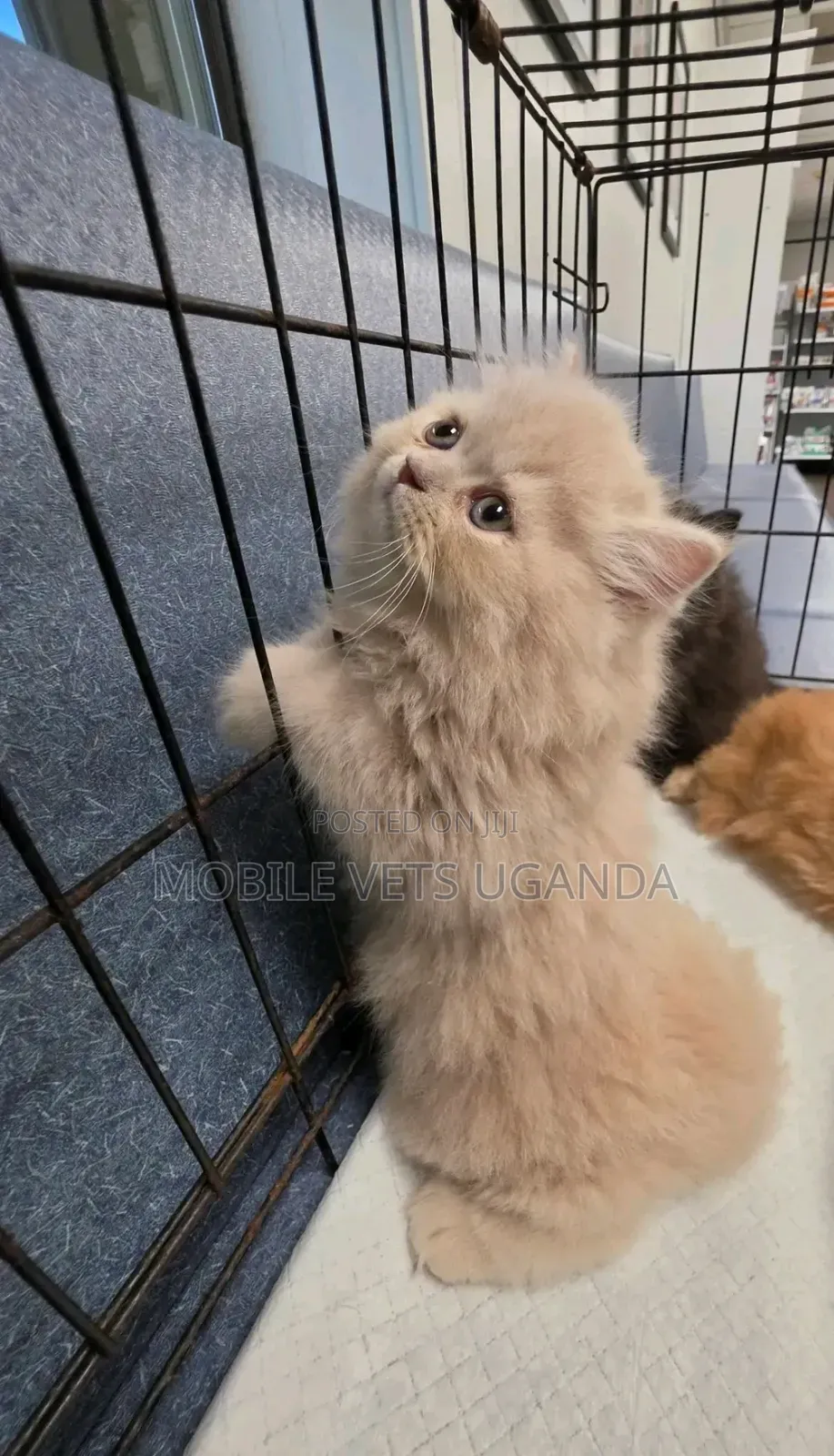 0-1 month Male Purebred Persian