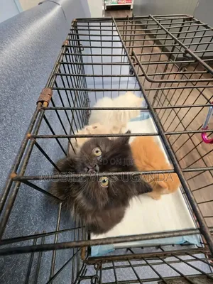 0-1 month Male Purebred Persian