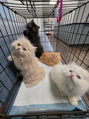 0-1 month Male Purebred Persian