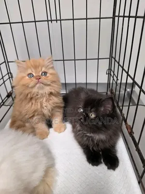 0-1 month Male Purebred Persian