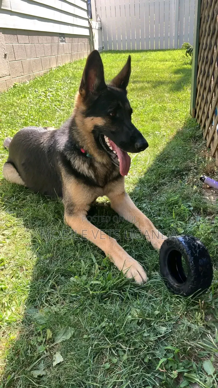 1-3 months Male Purebred German Shepherd