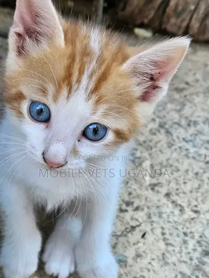 1-3 months Male Purebred Exotic