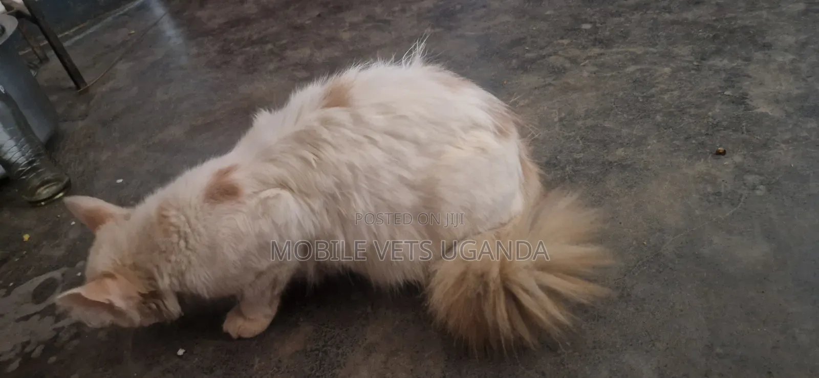 3-6 months Female Purebred Bombay