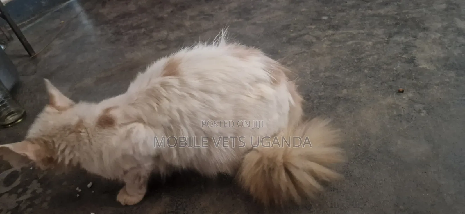 6-12 months Male Purebred Balinese