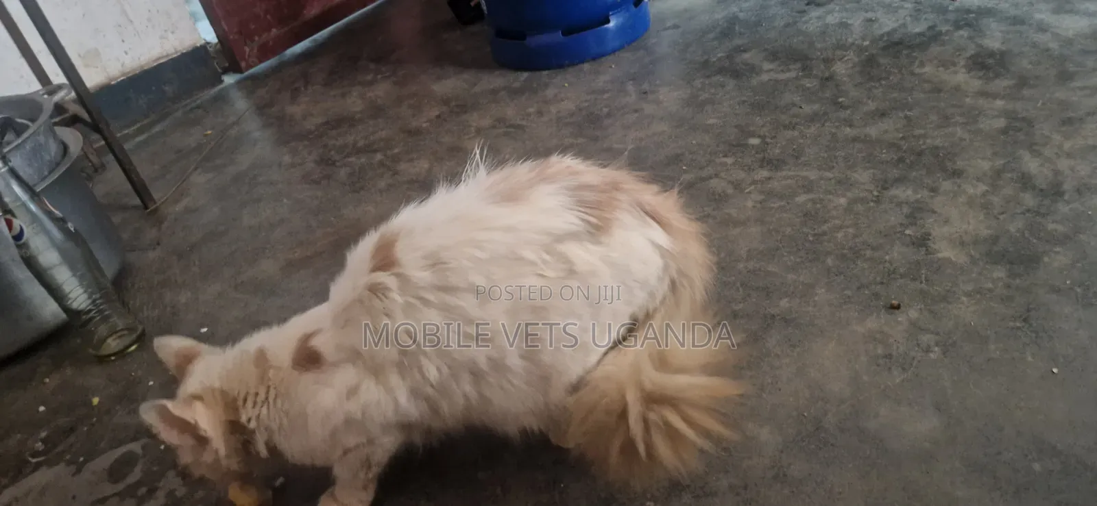3-6 months Male Purebred Bombay