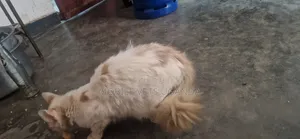 3-6 months Male Purebred Bombay