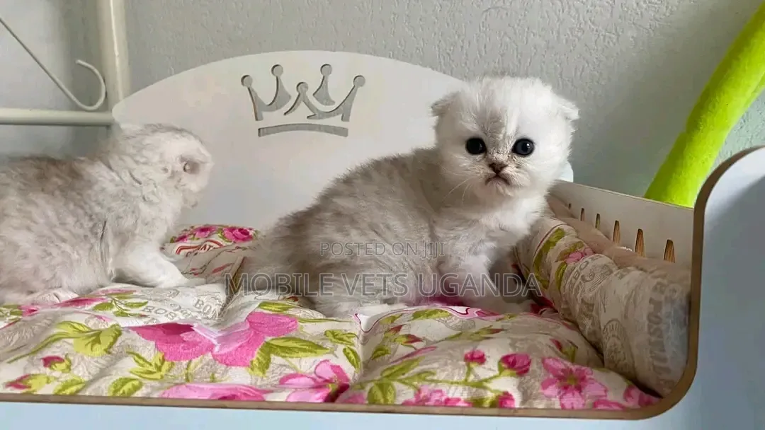 1-3 months Female Purebred Persian