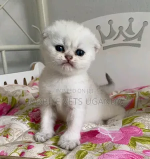 1-3 months Female Purebred Persian