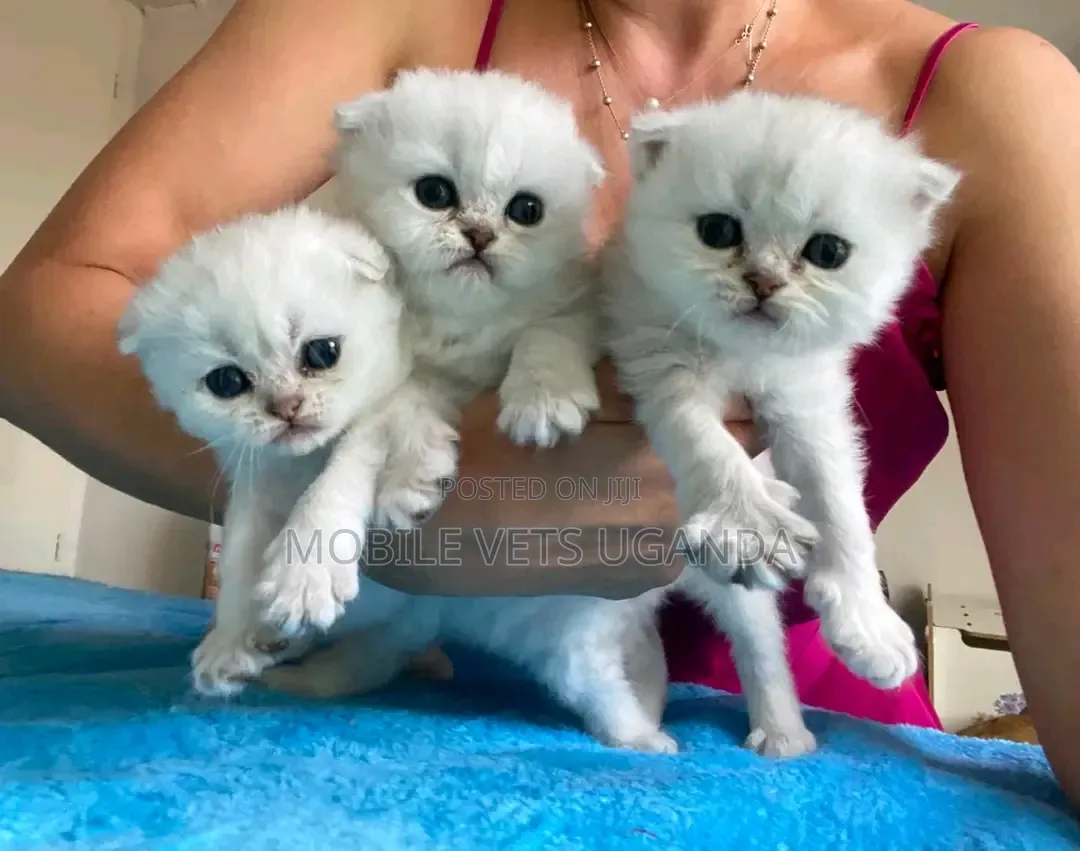 1-3 months Male Purebred American Bobtail