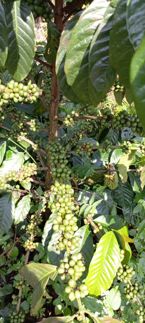 3 Acre Coffee Land