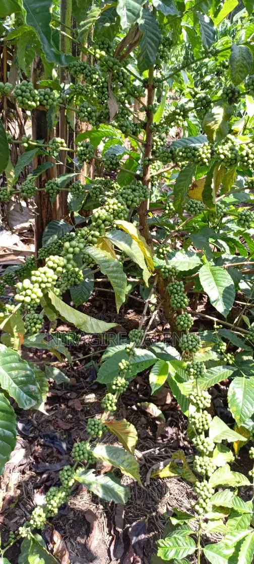 3 Acre Coffee Land