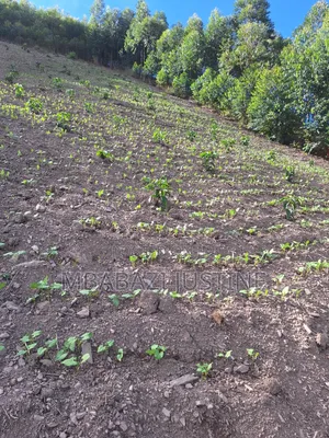 Plots for Sell in Koranorya Mbarara