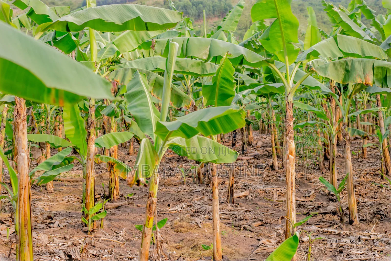 Plots for Sell in Koranorya Mbarara
