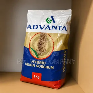 Advanta Hybrid Grain Sorghum Seeds 1kg – High Yield Sorghum in Uganda