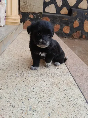 1-3 months Male Mixed Breed Maltese