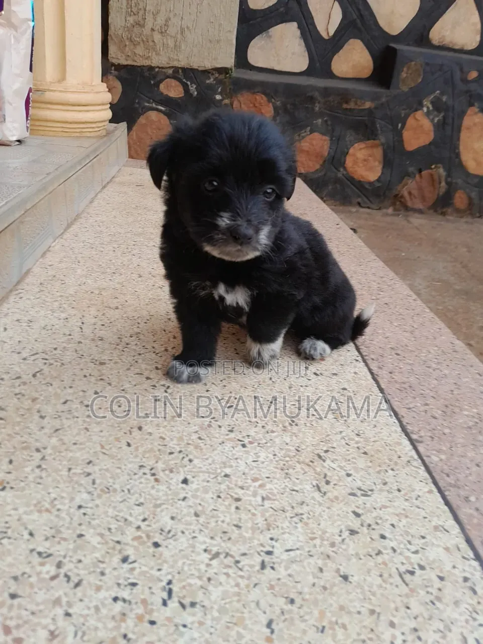 1-3 months Male Mixed Breed Maltese