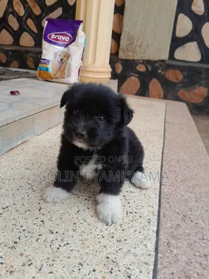 1-3 months Male Mixed Breed Maltese