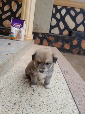 1-3 months Male Mixed Breed Maltese