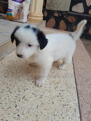 1-3 months Male Mixed Breed Maltese