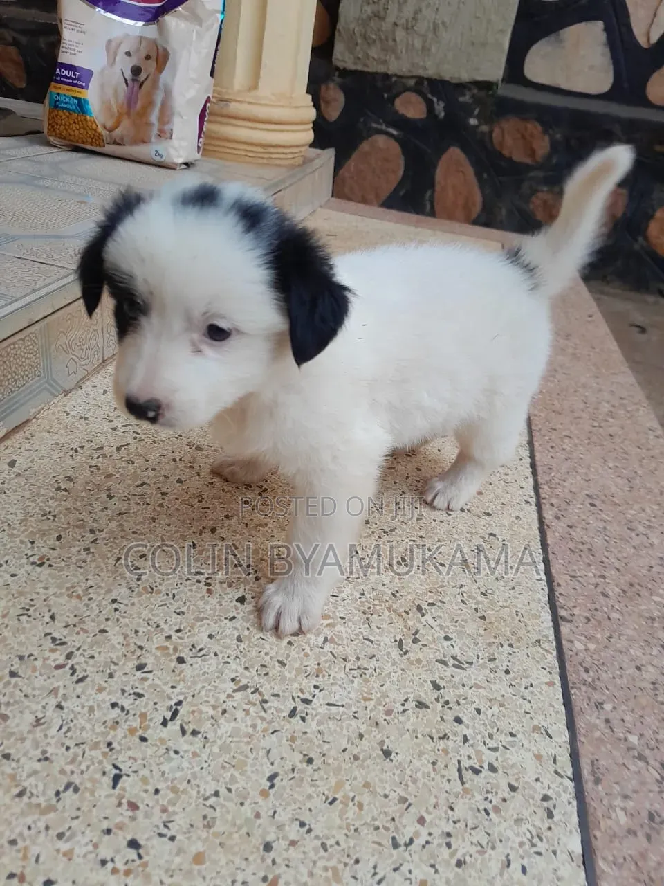 1-3 months Male Mixed Breed Maltese