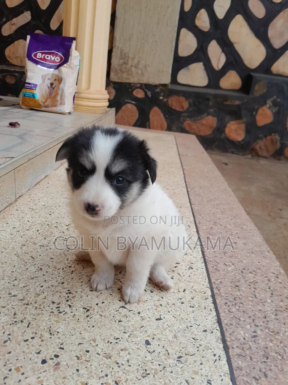 1-3 months Male Mixed Breed Maltese