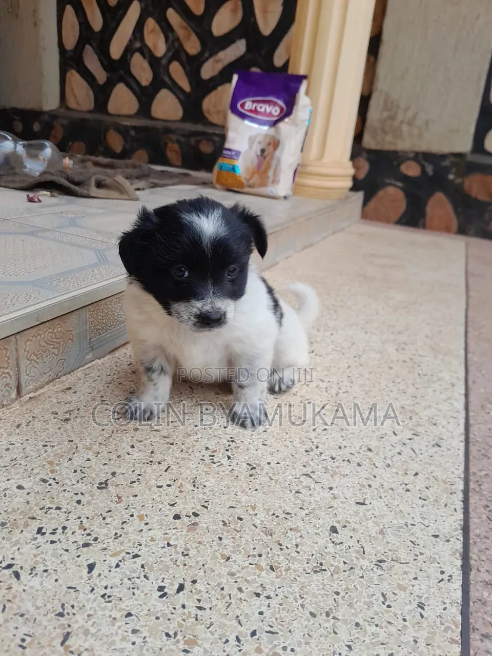 1-3 months Male Mixed Breed Maltese