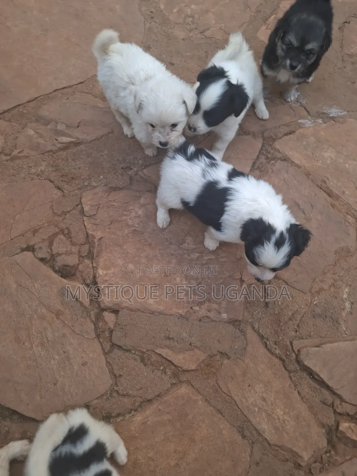 1-3 months Female Purebred Maltese