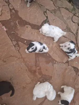 1-3 months Female Purebred Maltese