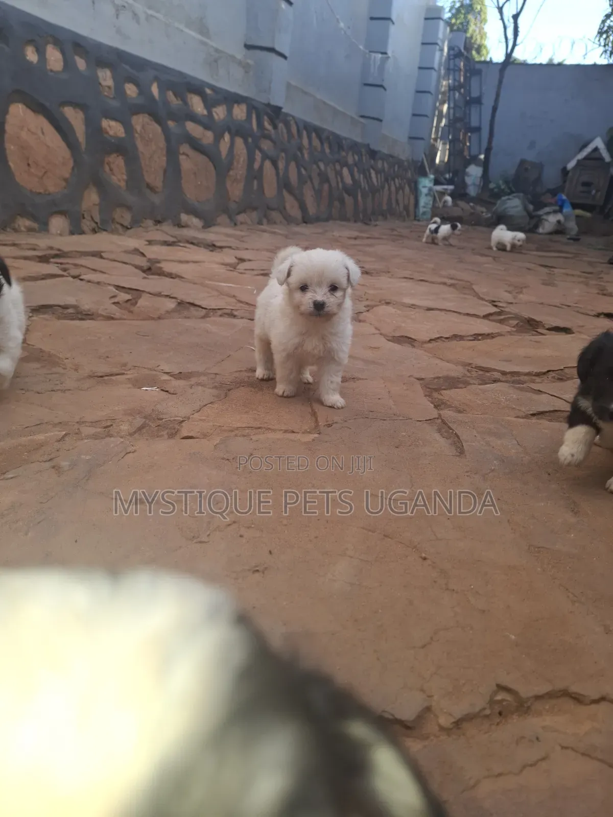 1-3 months Female Purebred Maltese