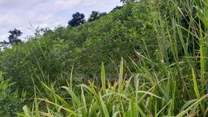 4000 Acres for Sale in Lamwo