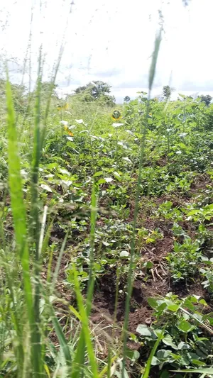 4000 Acres for Sale in Lamwo