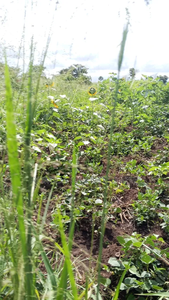 4000 Acres for Sale in Lamwo