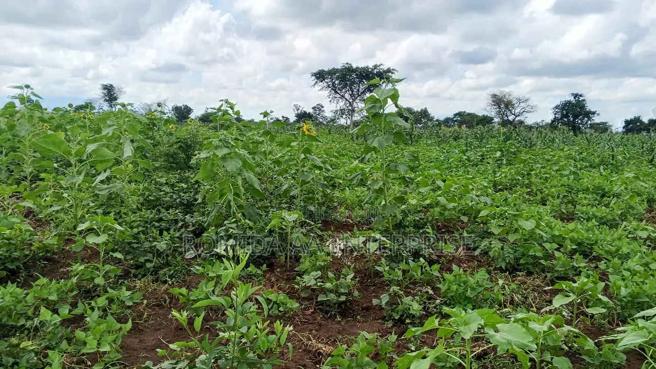 4000 Acres for Sale in Lamwo