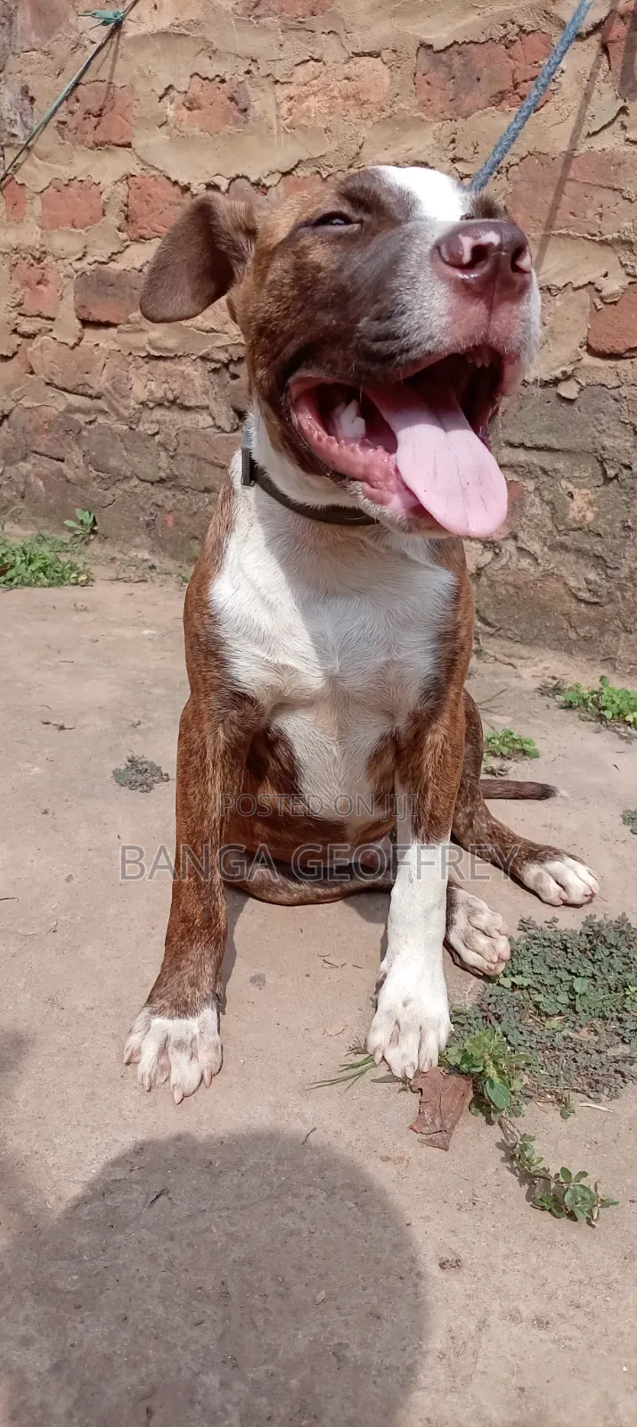 3-6 months Male Purebred American Pit Bull Terrier