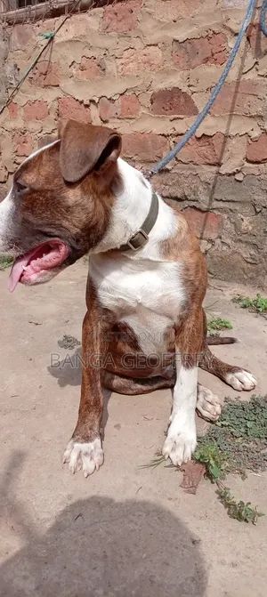 3-6 months Male Purebred American Pit Bull Terrier