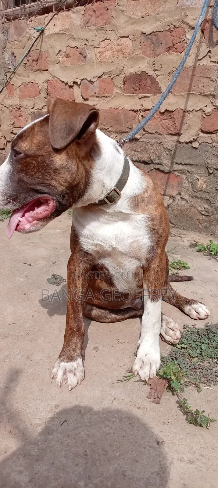 3-6 months Male Purebred American Pit Bull Terrier