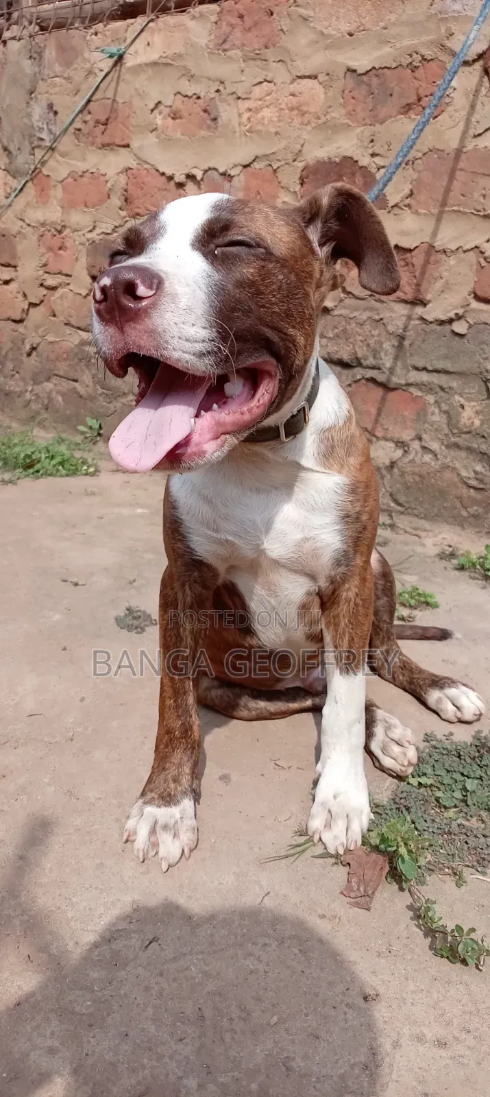 3-6 months Male Purebred American Pit Bull Terrier