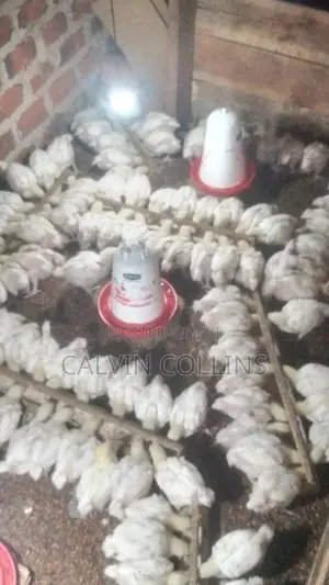 2kg Broilers for Sale