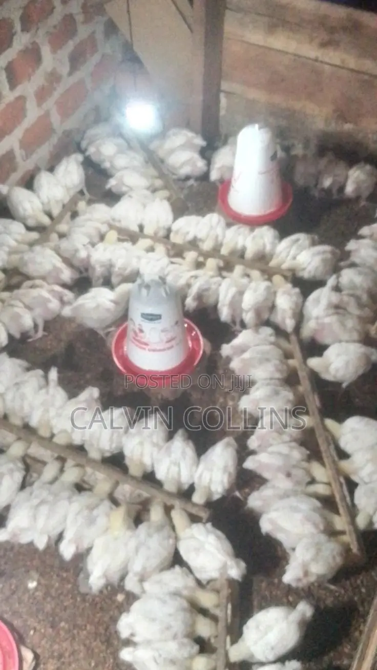 2kg Broilers for Sale
