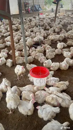 2kg Broilers for Sale