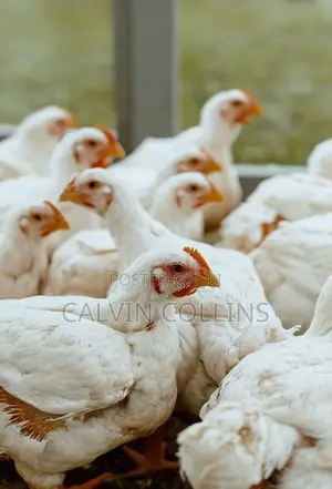 2kg Broilers for Sale